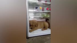 Golden Retriever puppy cools off in fridge