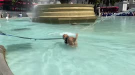 People and dogs cool off at Trafalgar Square as London is hit by scorching temperatures