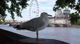 Seagull enjoys spectacular views of the River Thames outside Parliament in London