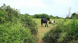 Concern for ponies welfare after being left to roam on Plymouth land for weeks