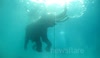 Elephant Swimming, Andaman Islands, India