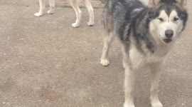 Sonic Boom St Ives Cambridgeshire