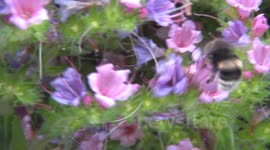 Bumblebees galore . . . but no sign of any native honeybees?