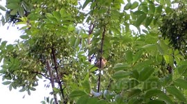 Wildlife of Camberwell Green