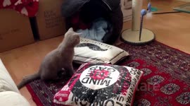 Cat going mad over catnip