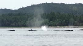Whale Watching with Capt Jayleen, Harv and Marv's Outback Alaska
