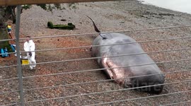 Sperm whale 2