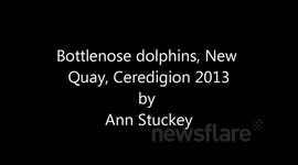 Bottlenose dolphins, New Quay, Ceredigion, West Wales