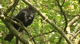 Blackbird preening in an English country garden