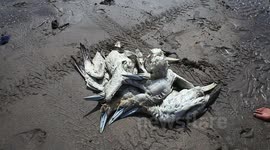 dead gilimots washed up around surfers widemouth north cornwall