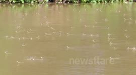 swarming mayflies 2013 (Palingenia longicauda)