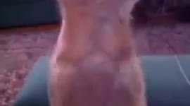 Chihuahua dances to Fedde le Grand