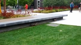 The Facebook Foxes