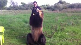 Russian bear performs amazing tricks