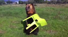 Brown Bear