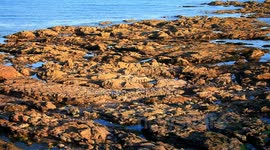 swans and seagulls die from disused fishing line at wembury marine conservation area devon