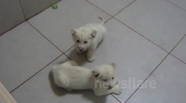 Lion Cub Attempting to Roar, then Sneezes and Scares the other Cub!