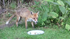 Fox eating a BBQ meal