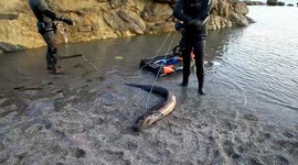 50 ILB conger eel caught near the coastline of portwrinkle cornwall