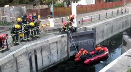 Firefighters rescue swans in London