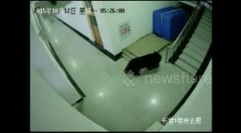 Black bear shot dead after invading high school
