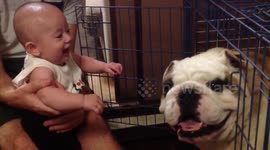 baby cracks up laughing at wookiee dog