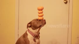 Pit bull can balance four pumpkins on her nose