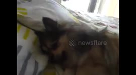 Dog reacts when owner says