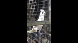 Psycho cockatoo
