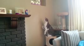 Cat hilariously confused by cat ornament on mantelpiece