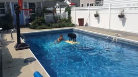 Little dog  treads water, waiting patiently for her beloved ball!