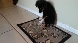 Puppy has first experience with cold water... can't comprehend it!