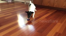 Attack of the robot ant! Dog protects family