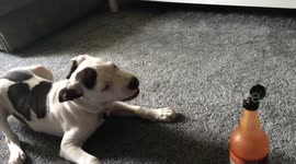 Dog hates chilli sauce bottle