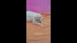 Cat chases light from mirror