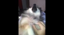 Adorable Puppy Reacting to '' I LOVE YOU''