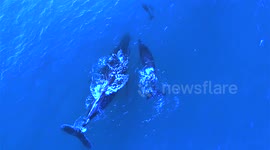 Mother and baby whale hang out with mother and baby dolphin