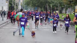 Dogs give owners the runaround
