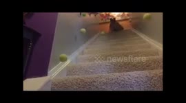 Slow Motion English Bulldog Chasing Tennis Balls Down Stairs