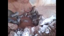 Dozens of rats escape from floor in old building