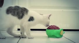 Kittens versus 'zombies' - who will win?