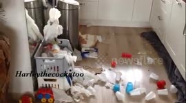 Cockatoo makes a real mess of owner's kitchen