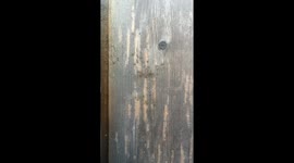 spider swarm