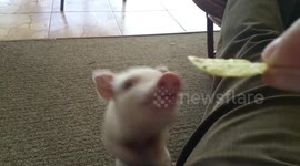 Tiny pig eats crisps from owner's hand