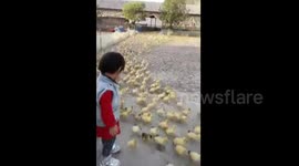 Thousands of ducklings waddle towards river to get used to water