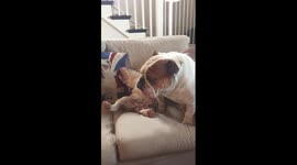 Bulldog is being a jerk to the puppy, big sister jumps in to help