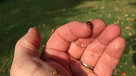 Synchronized ladybug flight