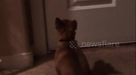 Jesse the Screaming Chihuahua pt. 2