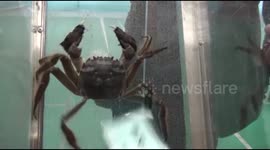 Crabs compete in several events as annual race held in east China