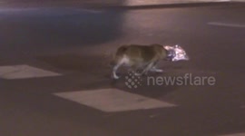 Dog traps head in food packaging while stealing chicken